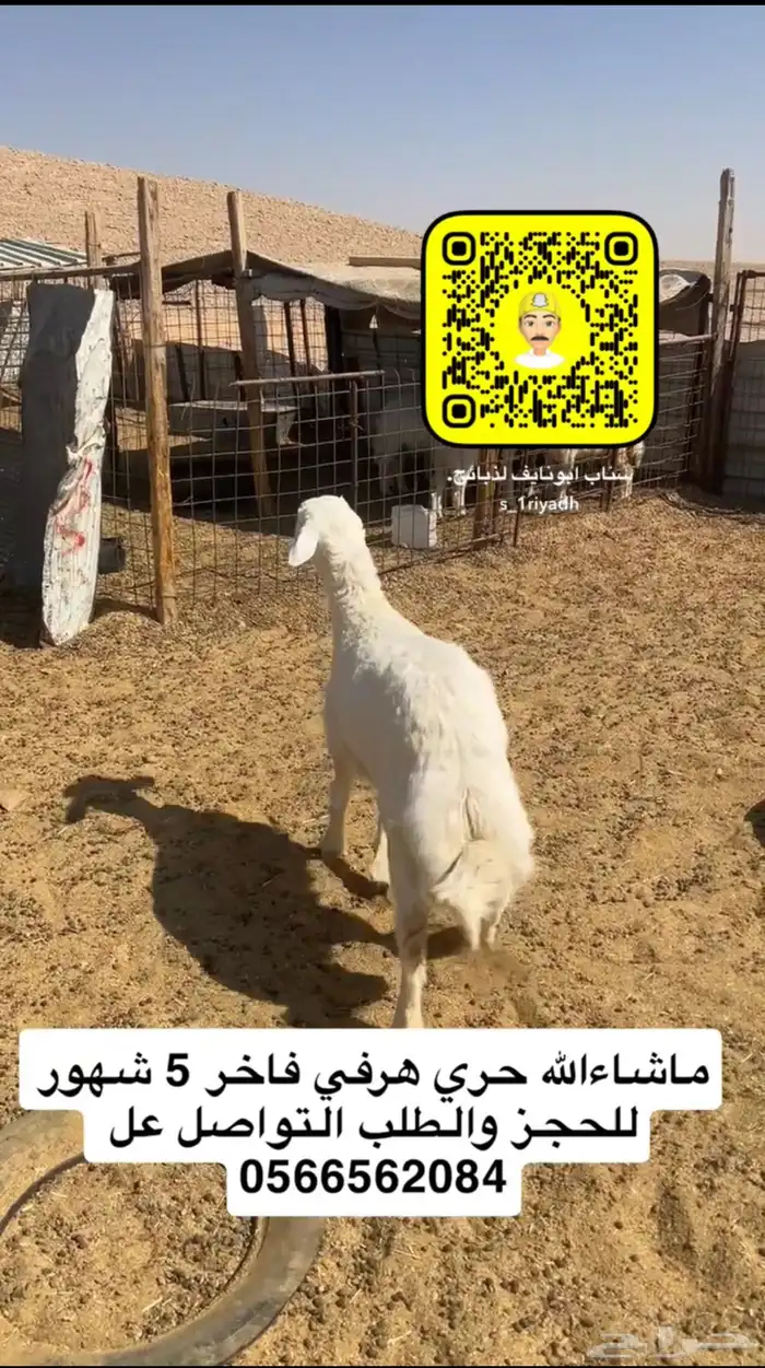 ذبايح ذبيحه نعيم هرفي جبر نعيمي وسط حري هرافي حريات لباني 7