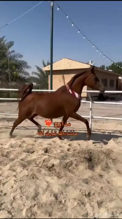 فرس عربيه شعبيه 0