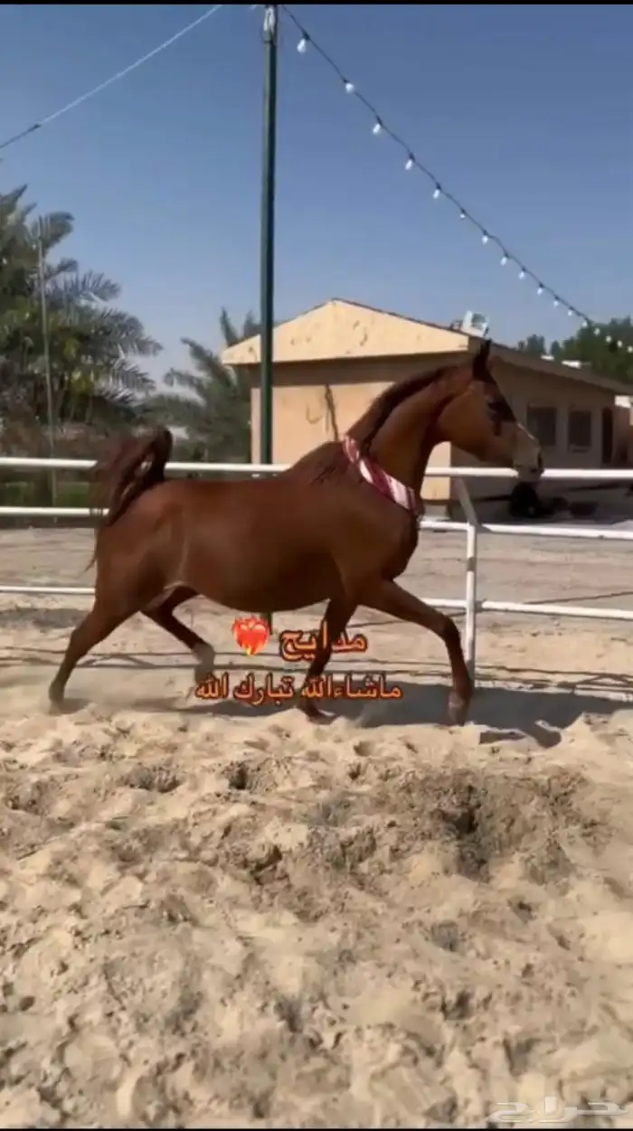 فرس عربيه شعبيه 0