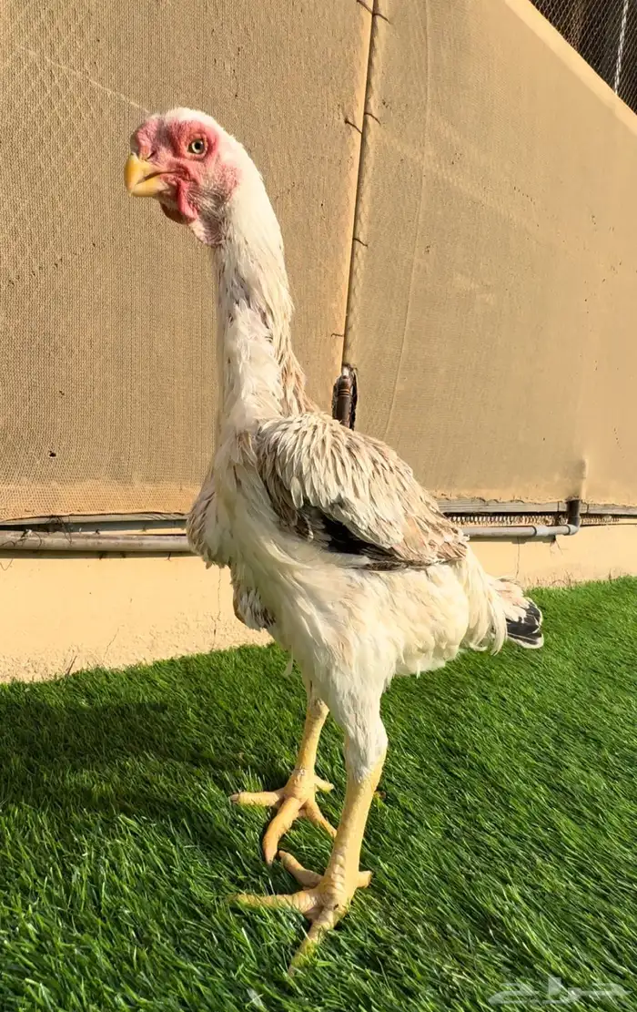 دجاجة فارسي 0