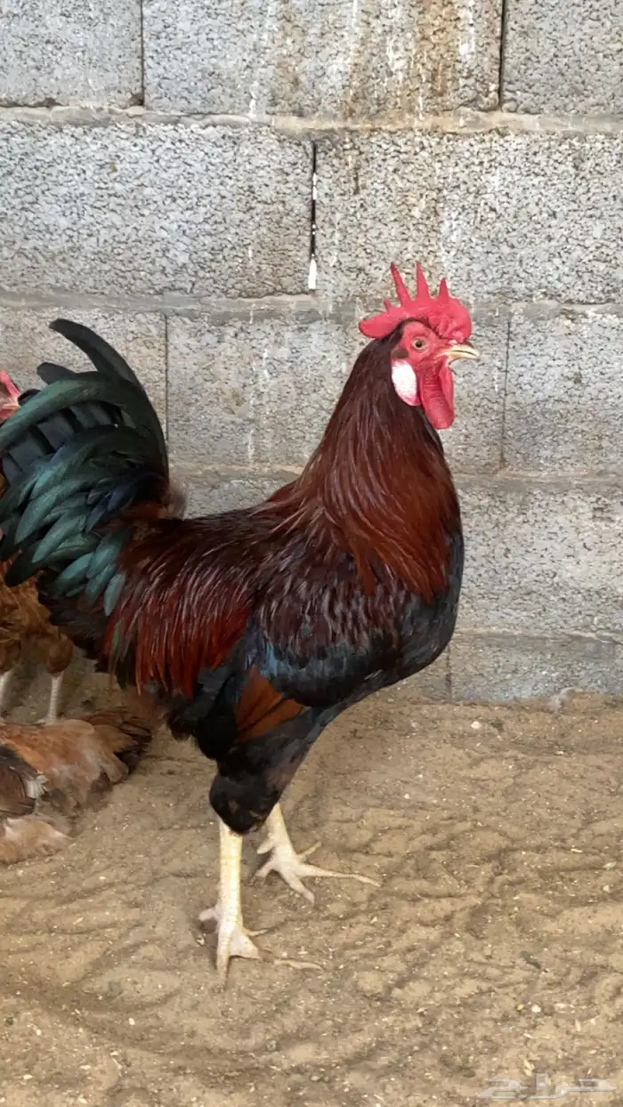 للبيع دجاج فرنسي بيور 0