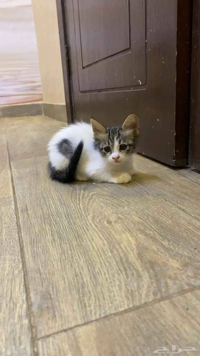 قطط صغيره للتبني 0