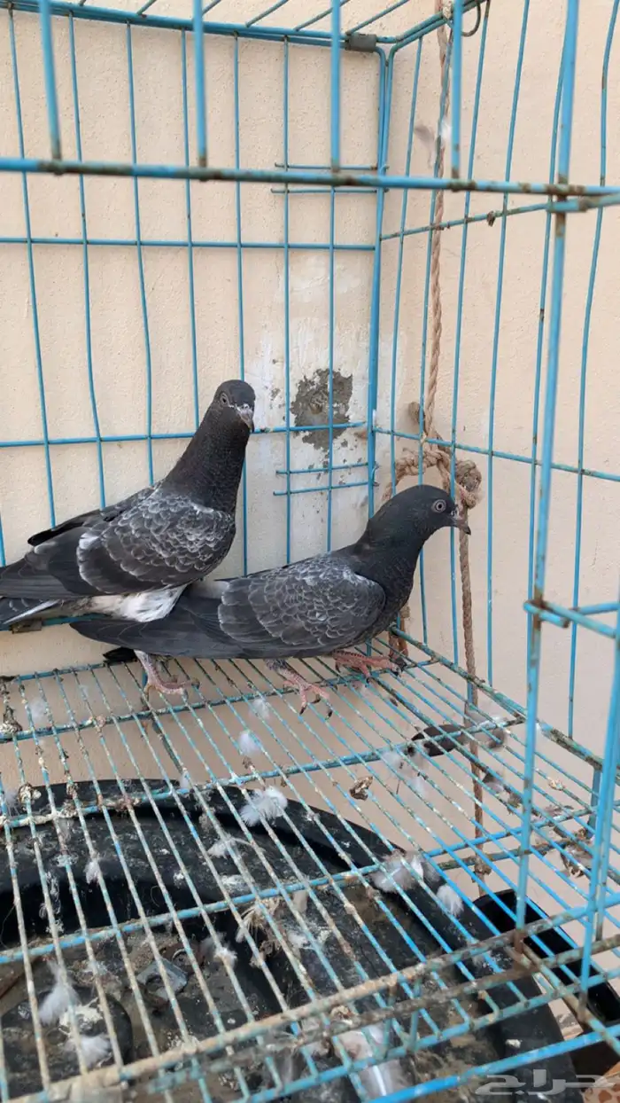 حمام بكستاني توب 4