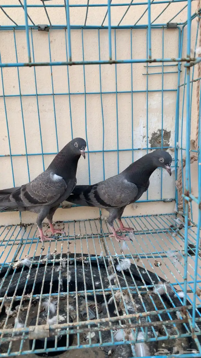 حمام بكستاني توب 1