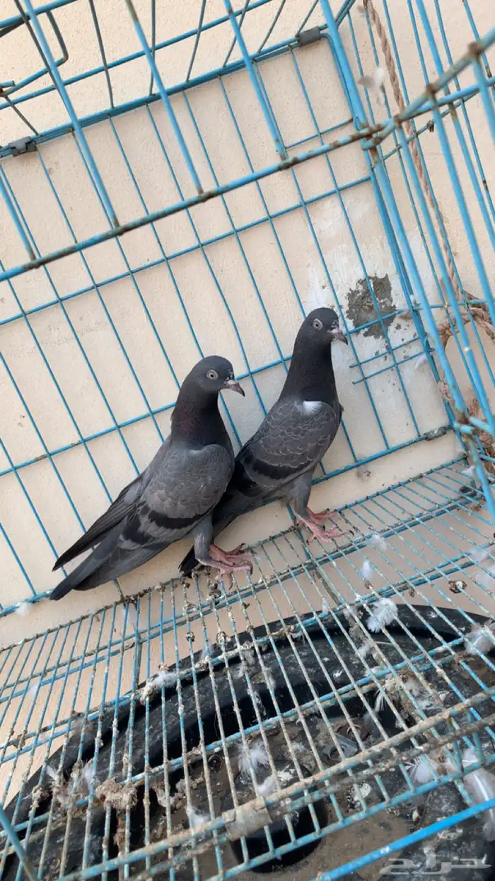 حمام بكستاني توب 6