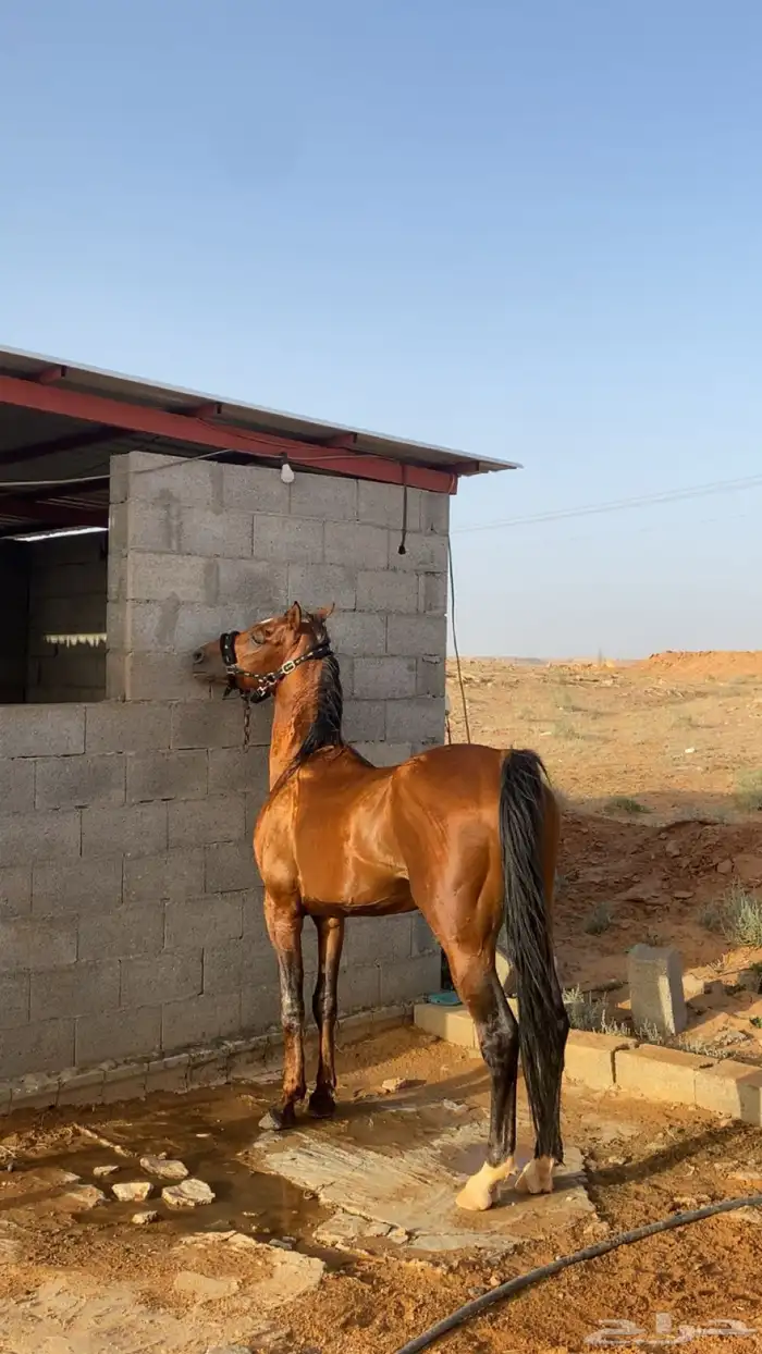 الحصان شعبي وبركوب كويس العمر 8سنين والحصان مكوي وعلى السوم 3