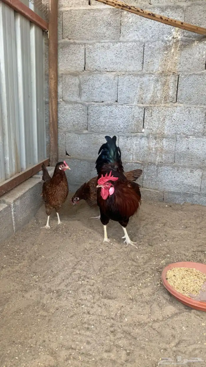 للبيع دجاج فرنسي بيور 2