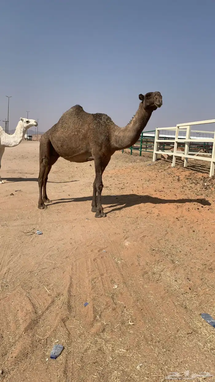 القحه ملاقي كفو تم البيع 2