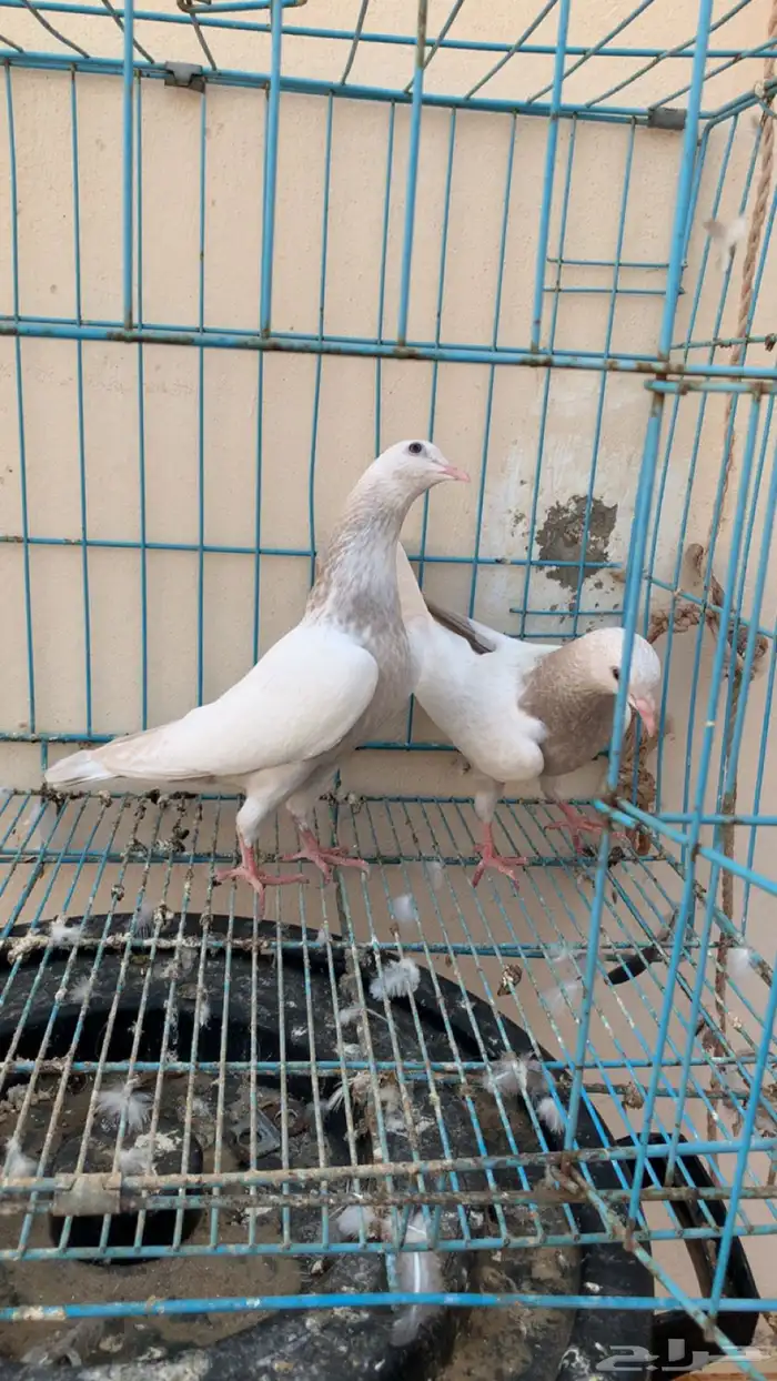 حمام بكستاني توب 3