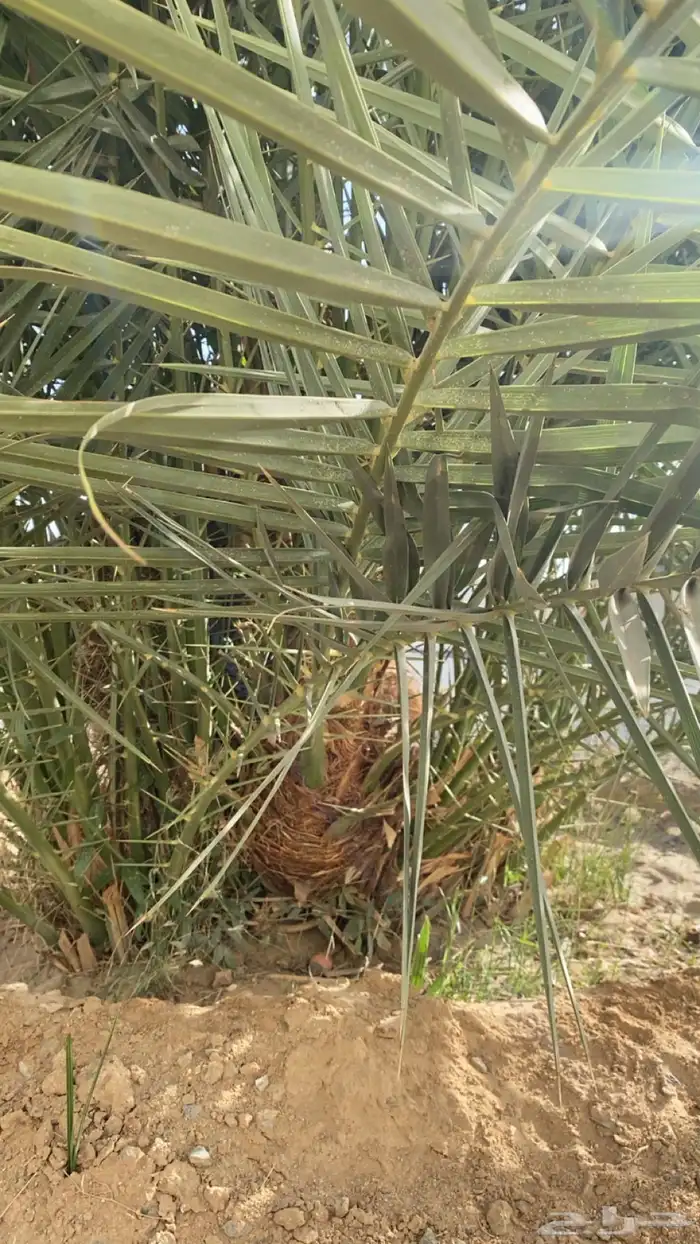 نخل جثيث برني 0