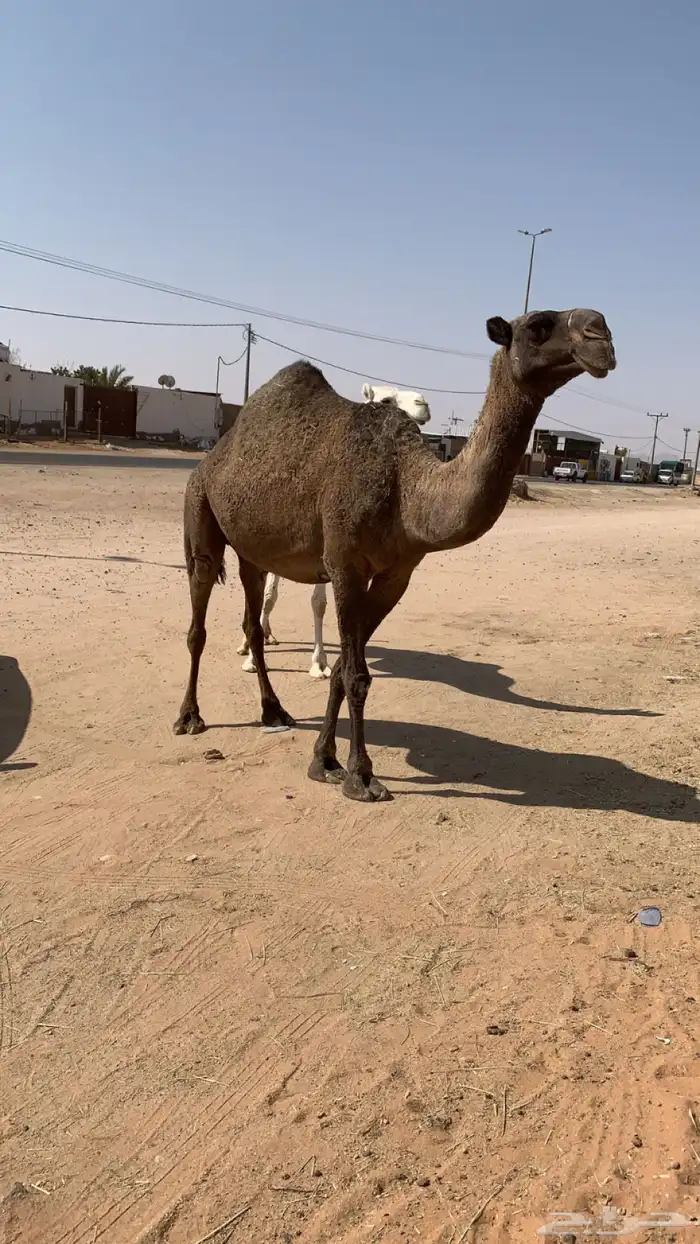 القحه ملاقي كفو تم البيع 1