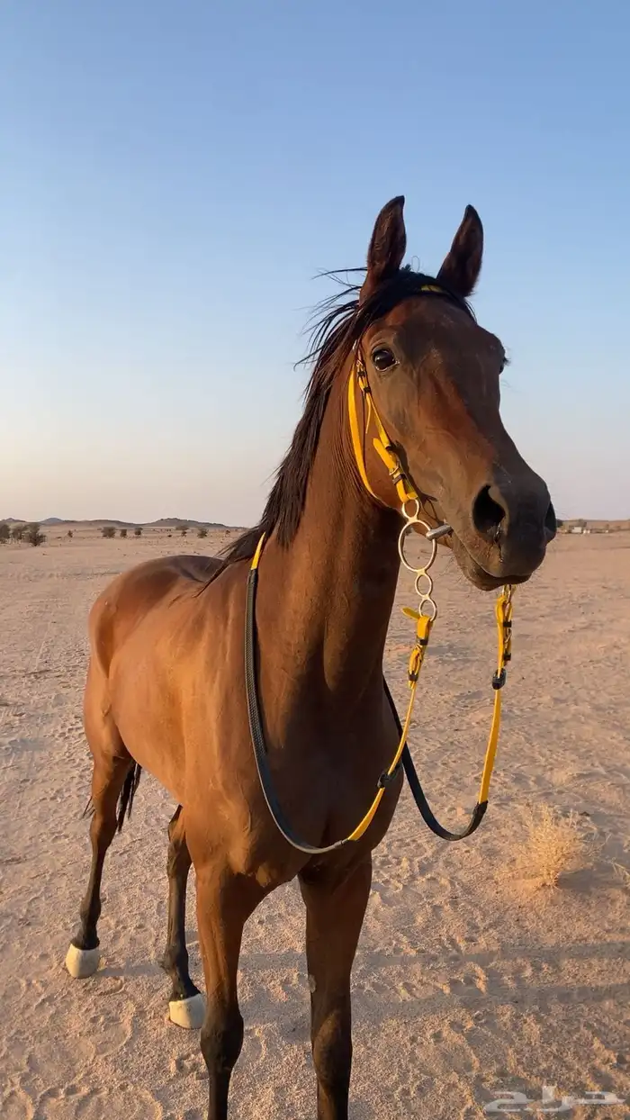 فرس شعبيه سبوقق 1