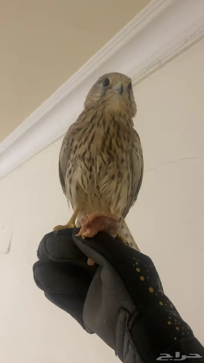 باشق شبوط طرح امس للبيع وحش لاكن بادي يتوالف ويرقى على اليد 2