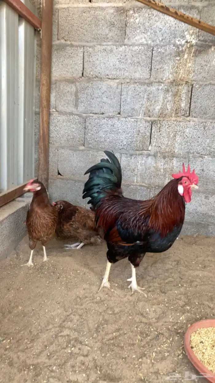 للبيع دجاج فرنسي بيور 1