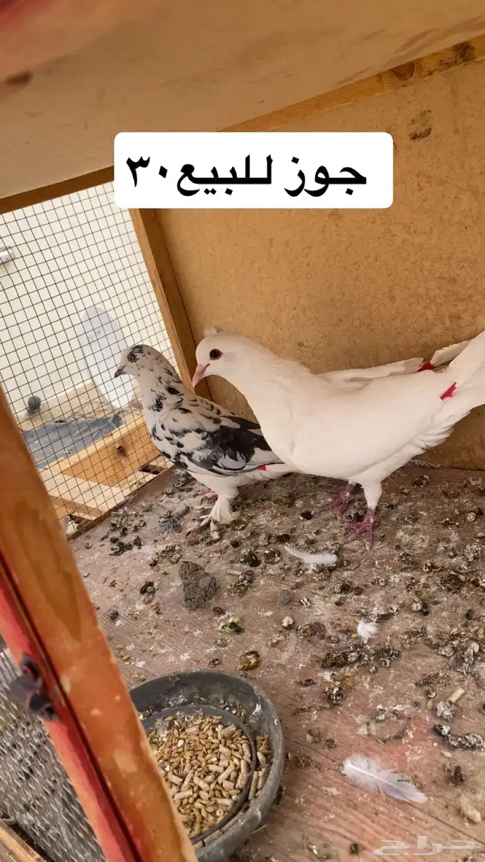 حمام وطلبات للبيع 1