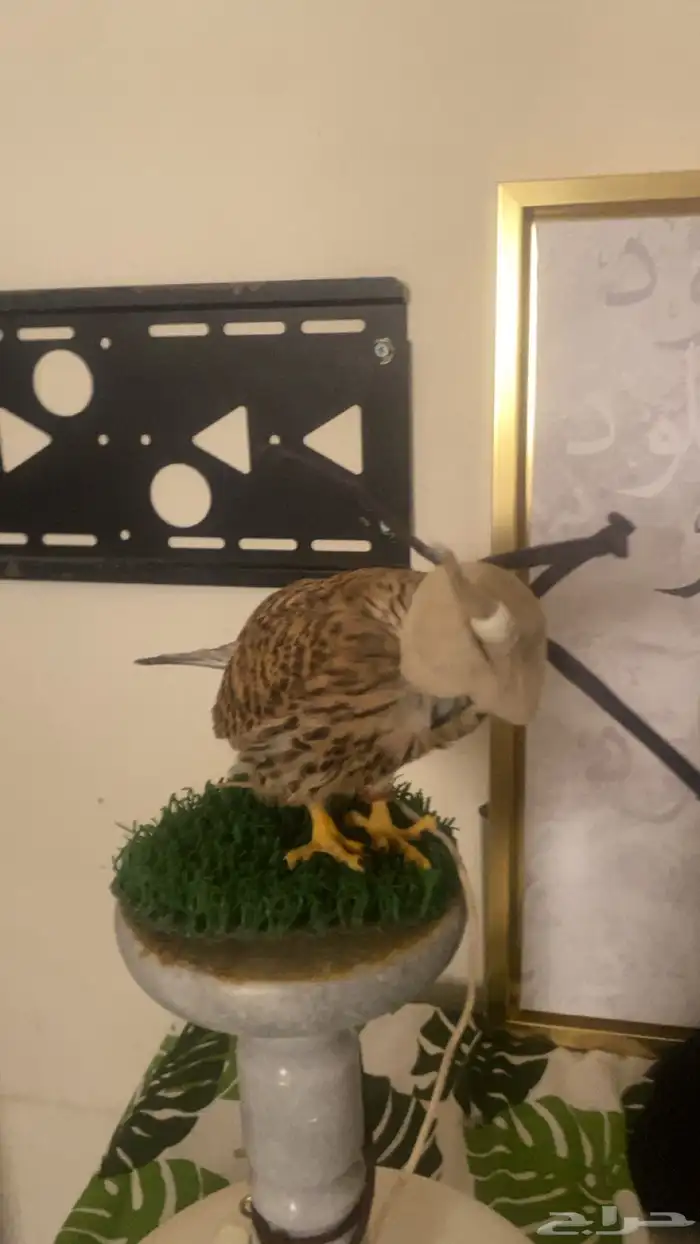 باشق شبوط طرح امس للبيع وحش لاكن بادي يتوالف ويرقى على اليد 1