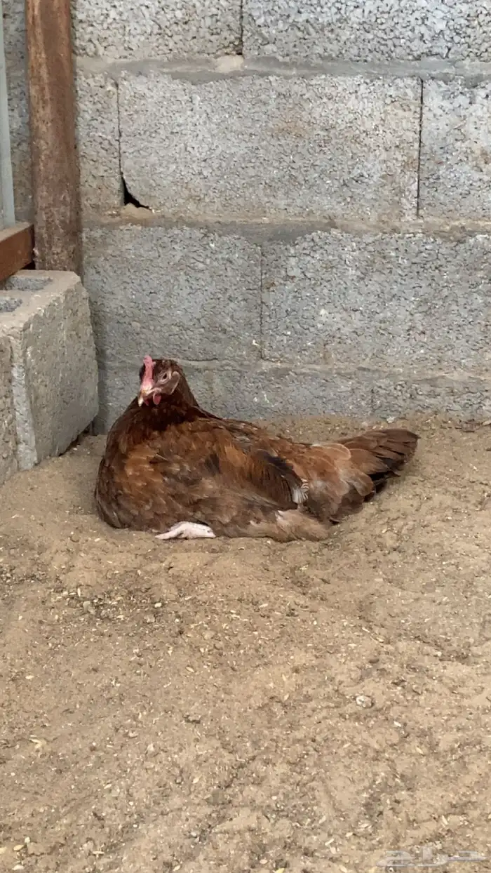 للبيع دجاج فرنسي بيور 3