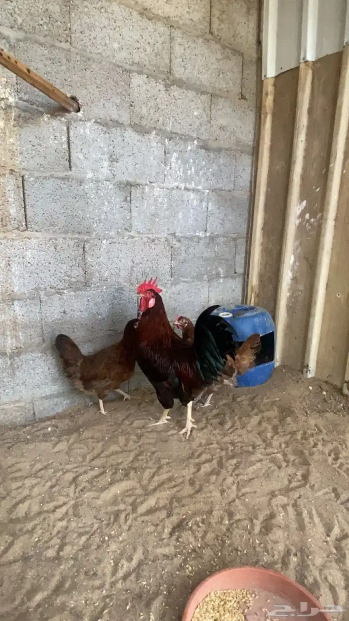 للبيع دجاج فرنسي بيور 5