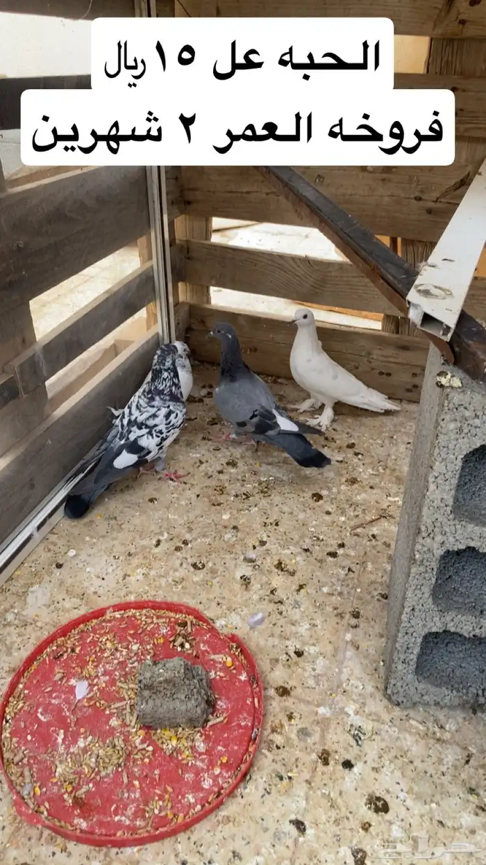 حمام وطلبات للبيع 0