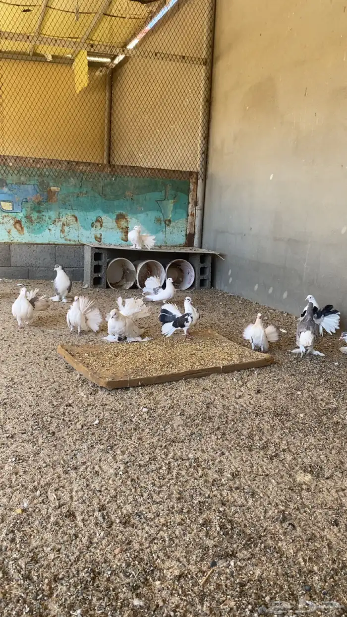 حمام للبيع 0