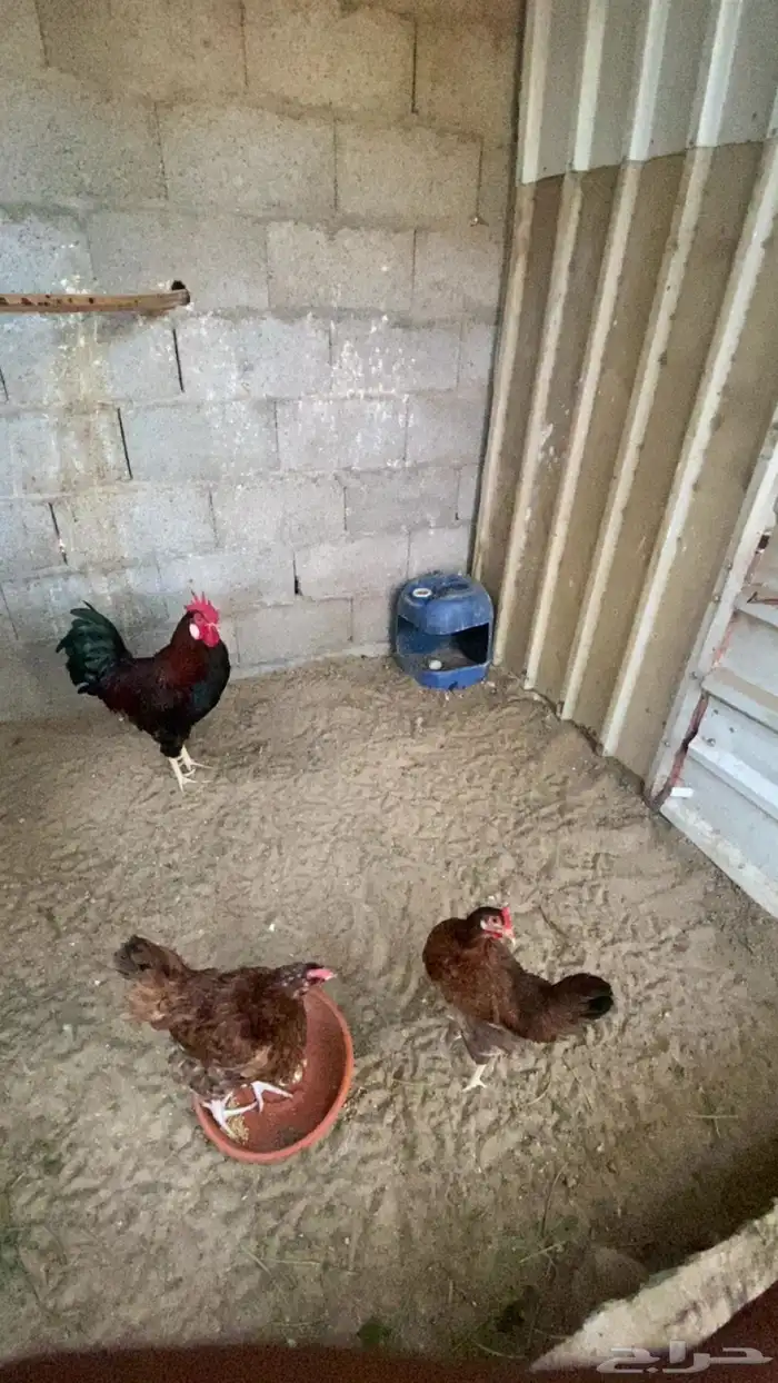 للبيع دجاج فرنسي بيور 7