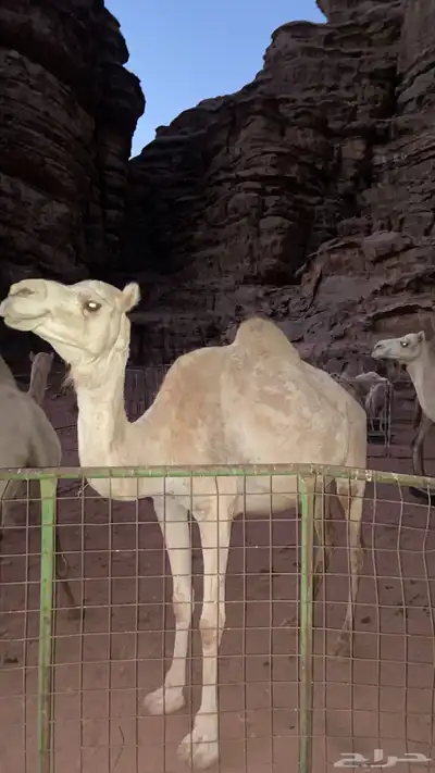 ناقه متلي قريبه اولاد حره صافيه 0