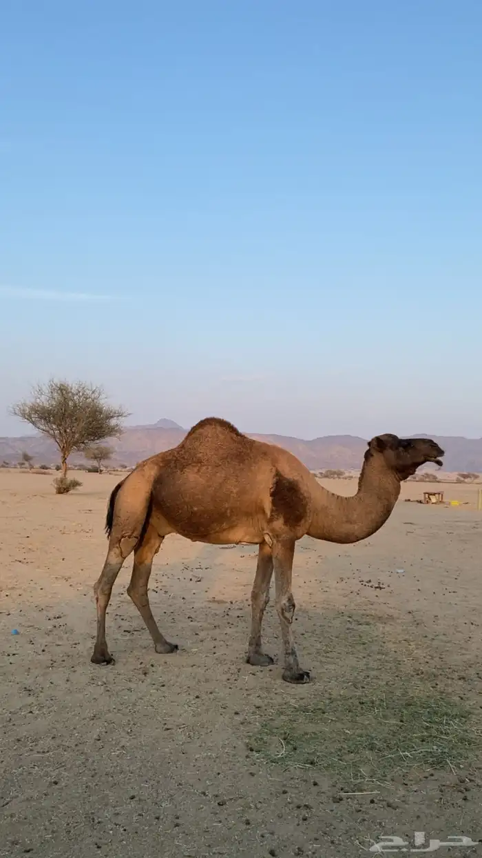 جمل احمرا 1