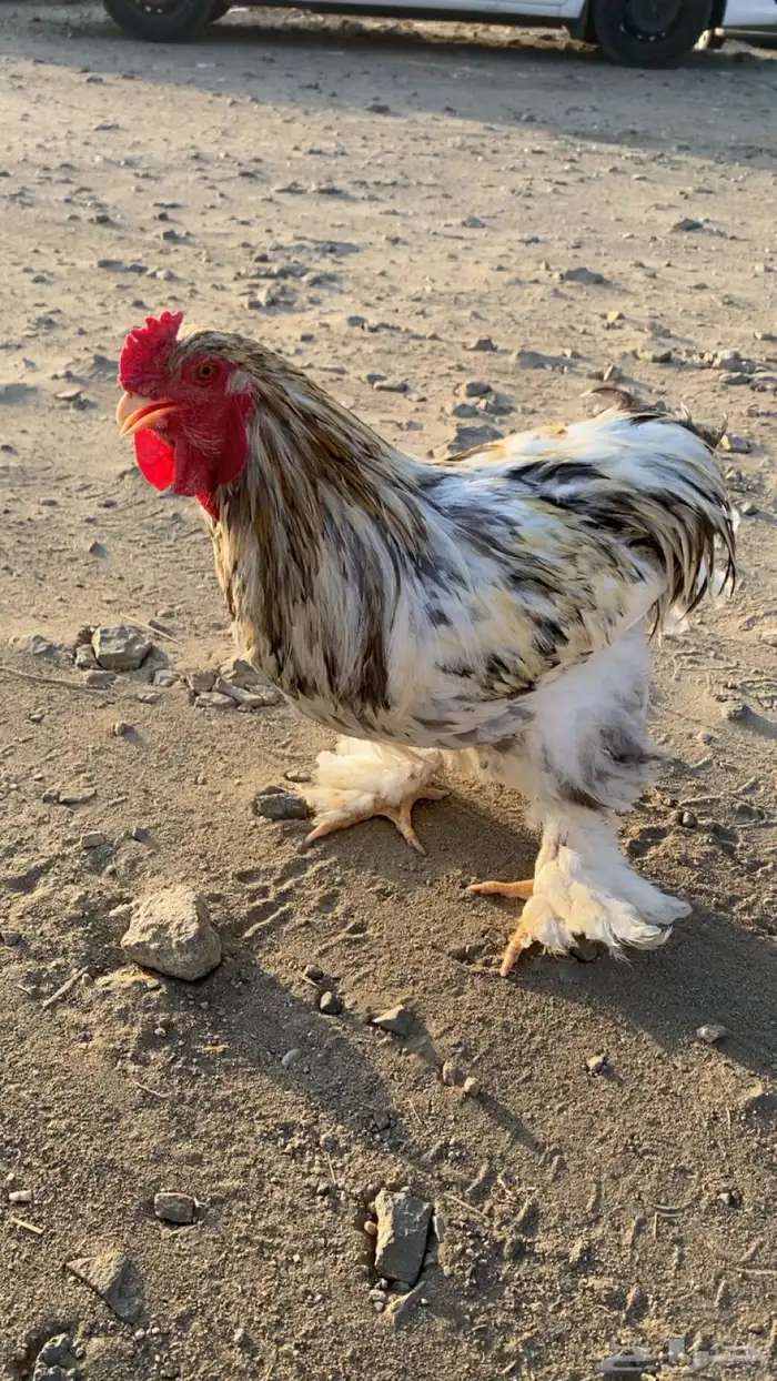 ديك براهما 0