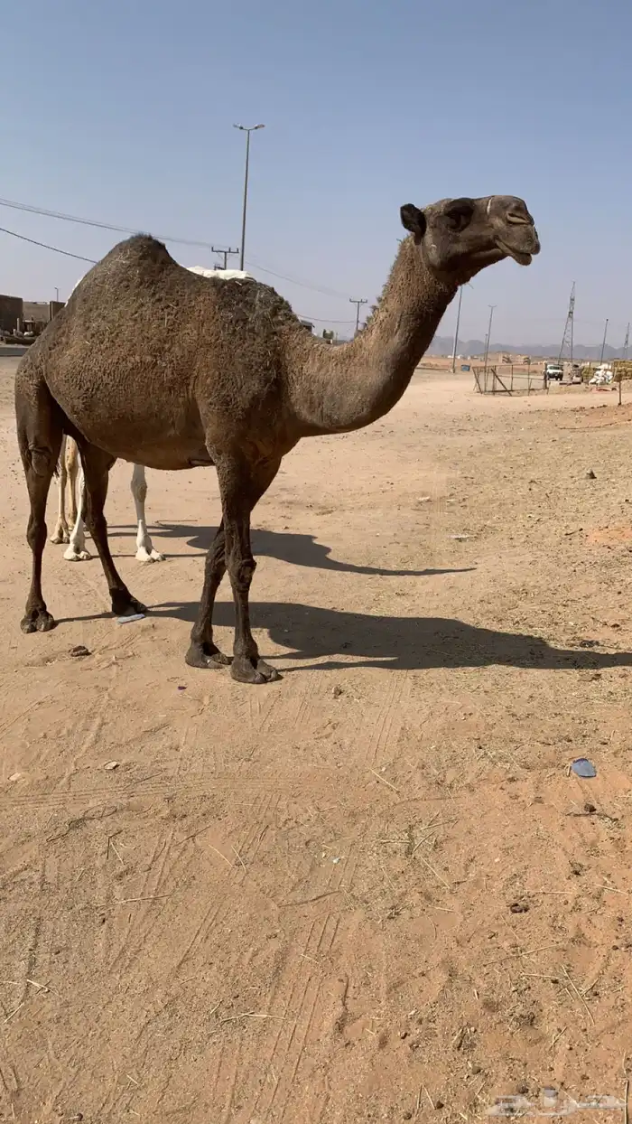 القحه ملاقي كفو تم البيع 0