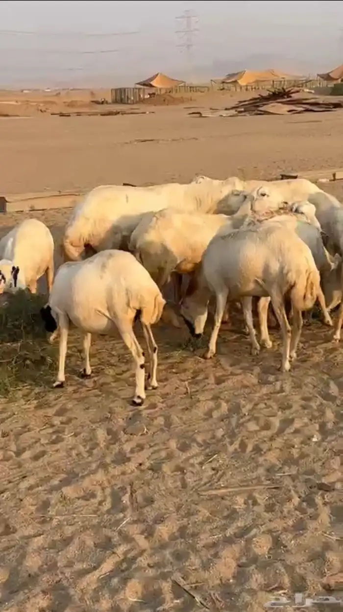 ضان رفيديات دفيع ونظيفه 6