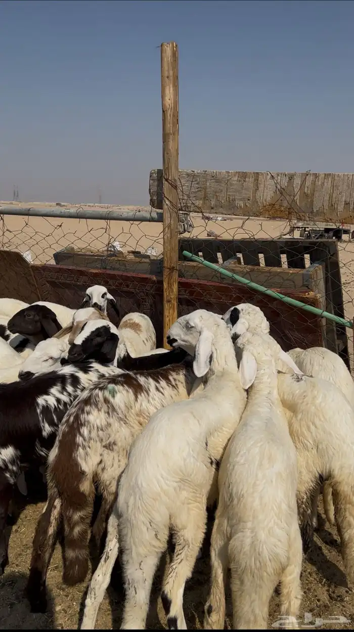 رخال سواكن طيبه تأسيس مراح 4