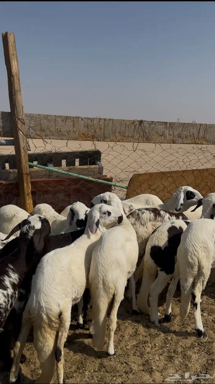 رخال سواكن طيبه تأسيس مراح 1