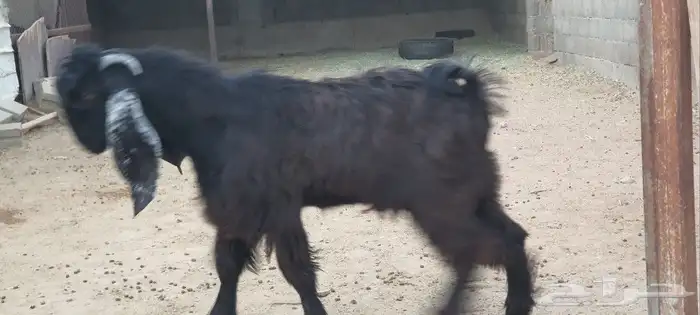 تيس ذبيحة للبيع 0