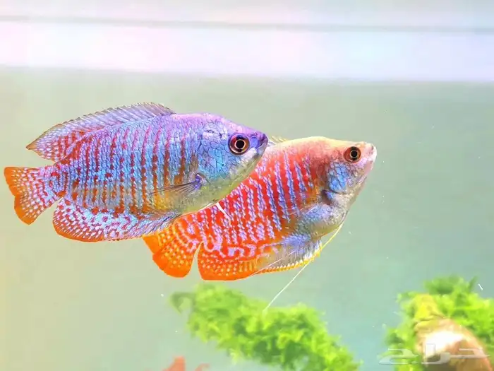 حوض سمك بكل المعدات 10