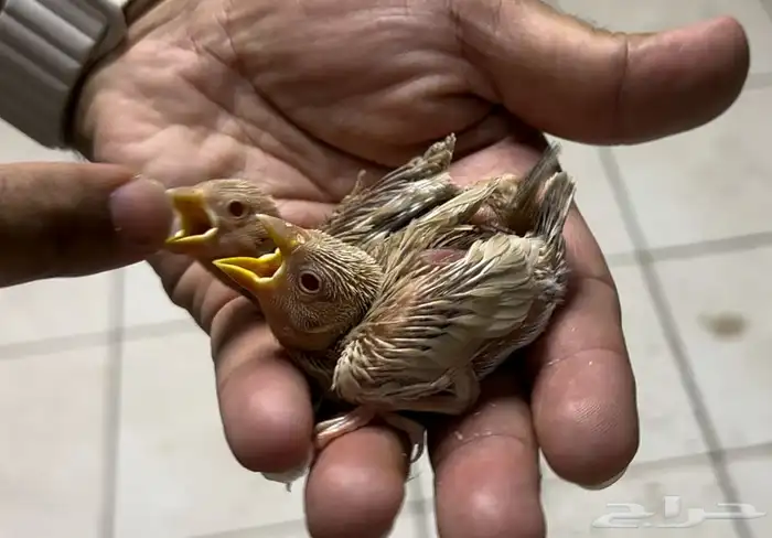 جاوا كريمي محلي تربيه 0