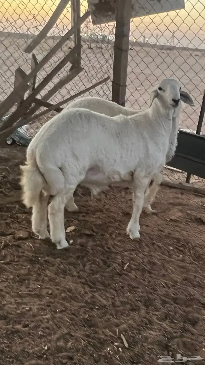 طليان ذبايح 0