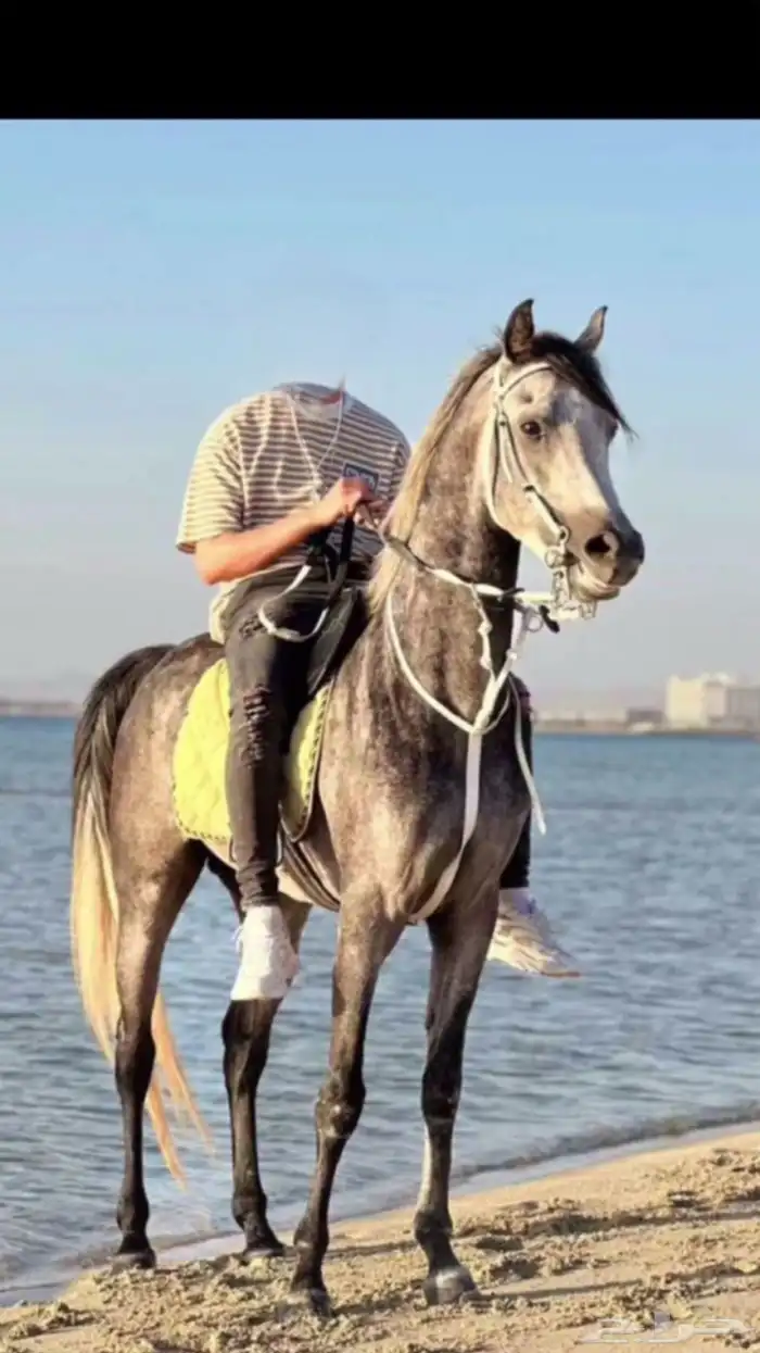 حصان ورق للبيع 2