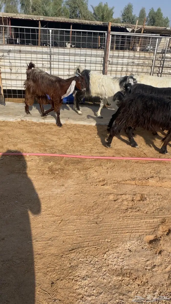 للبيع معزاء مراح ولد 2