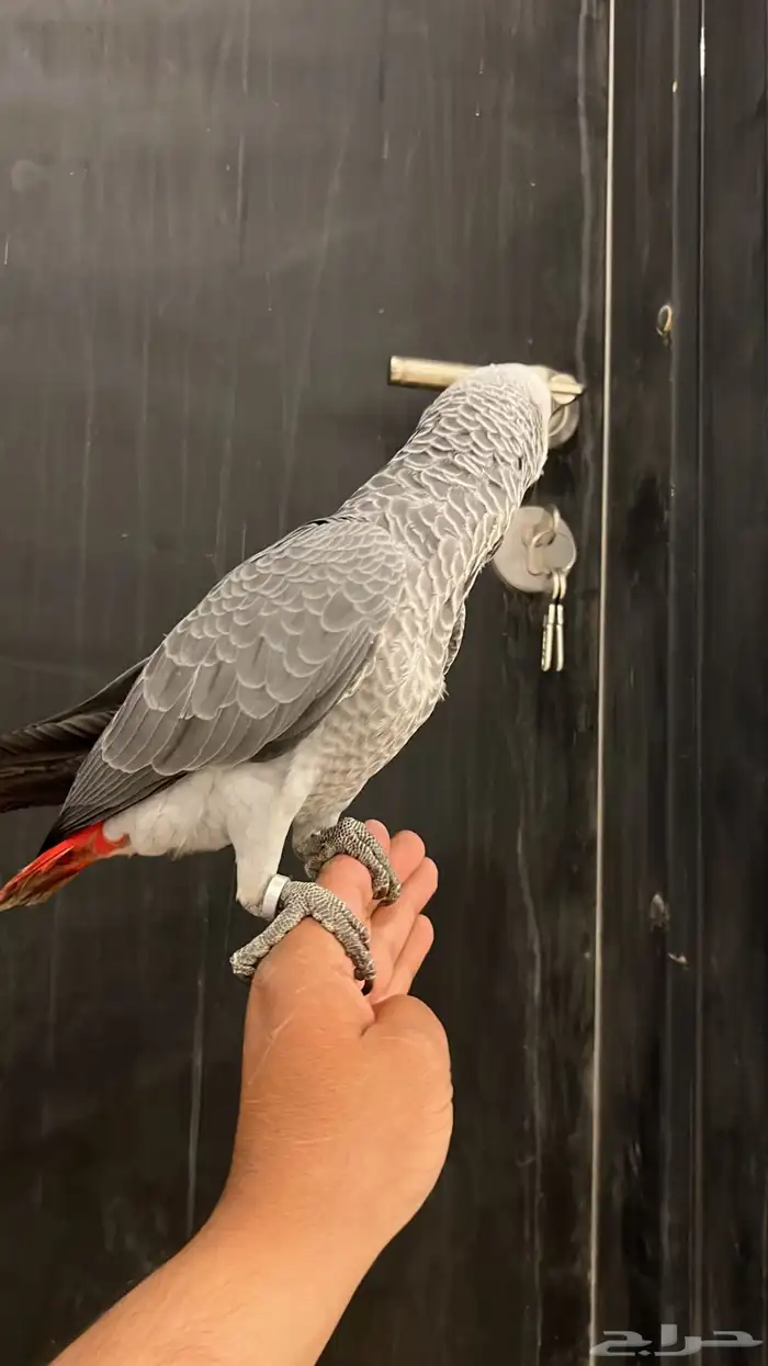 فرخ كاسكو ثلجي 2