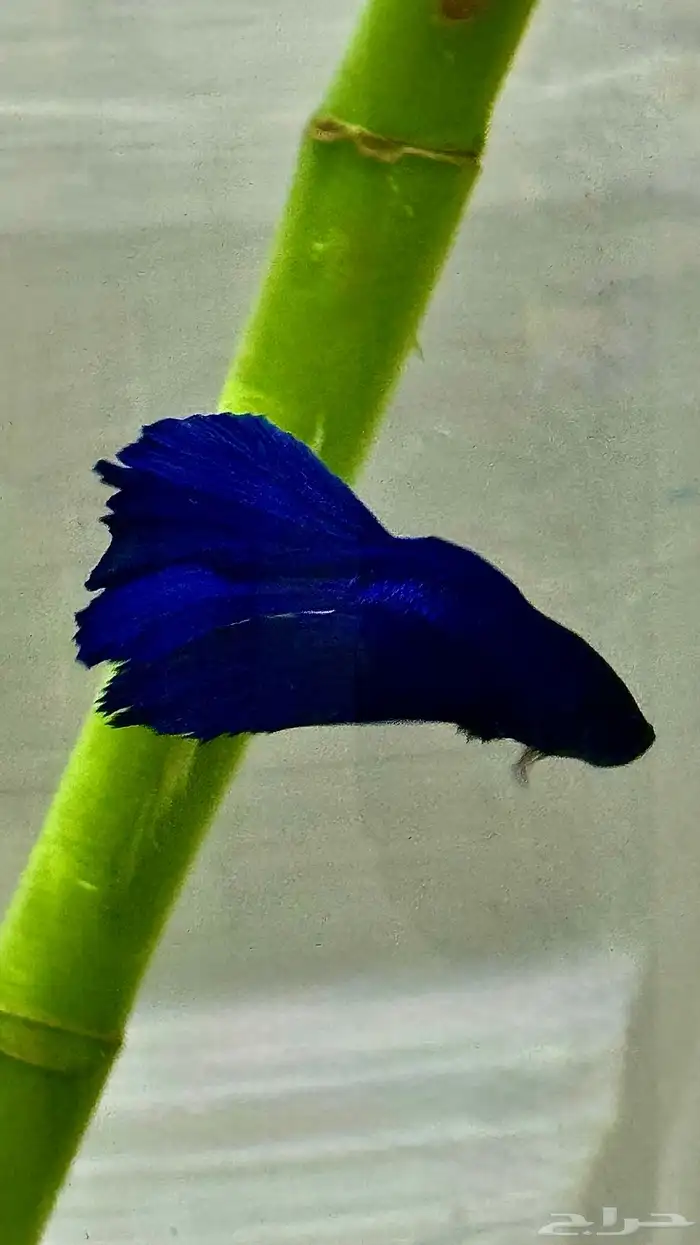 نبتة ساق البامبو مع سمكة الفايتر (بيتا) 1