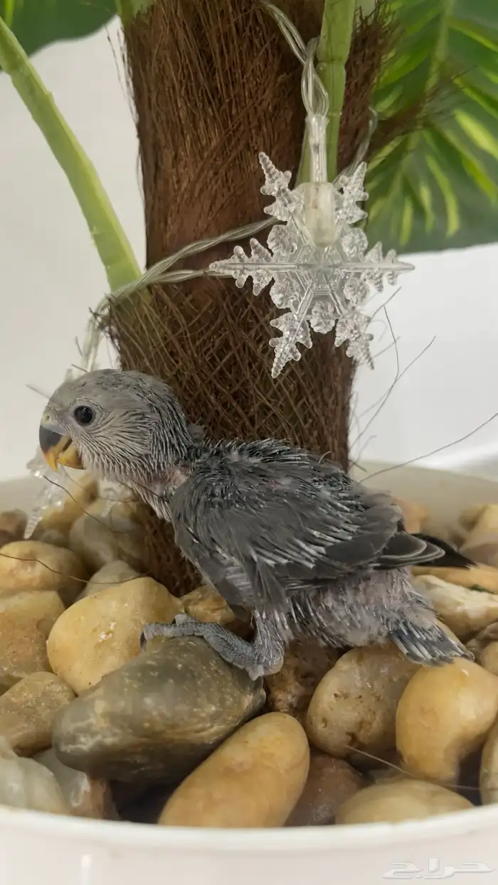 موجود فروخ روز 2