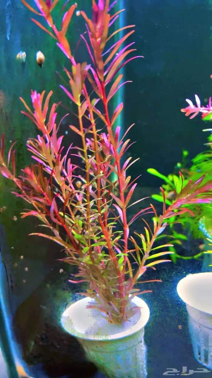 نباتات مائية لاحواض السمك المزروع 12