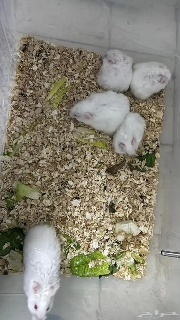 هامستر للبيع 0