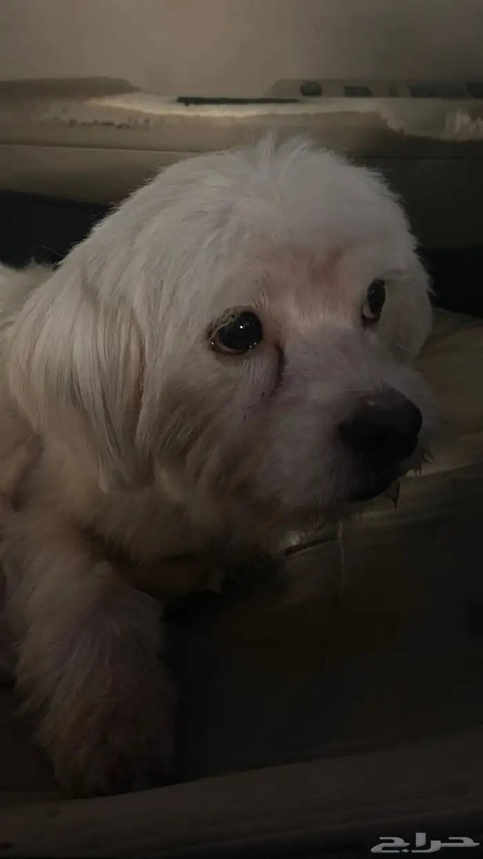 كلب مالتيز للبيع مع اغراضه 0