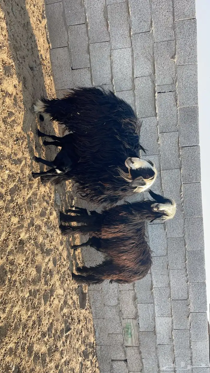 ثنوات نجد رغايث 0