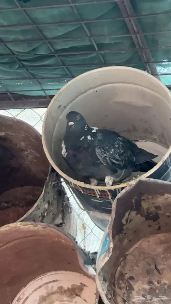 حمام للبيع 5