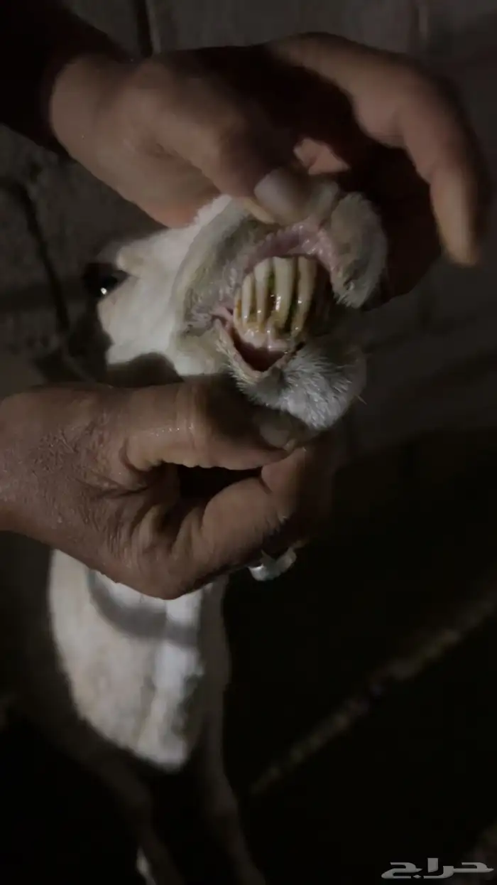 للبيع شاه دافع 0