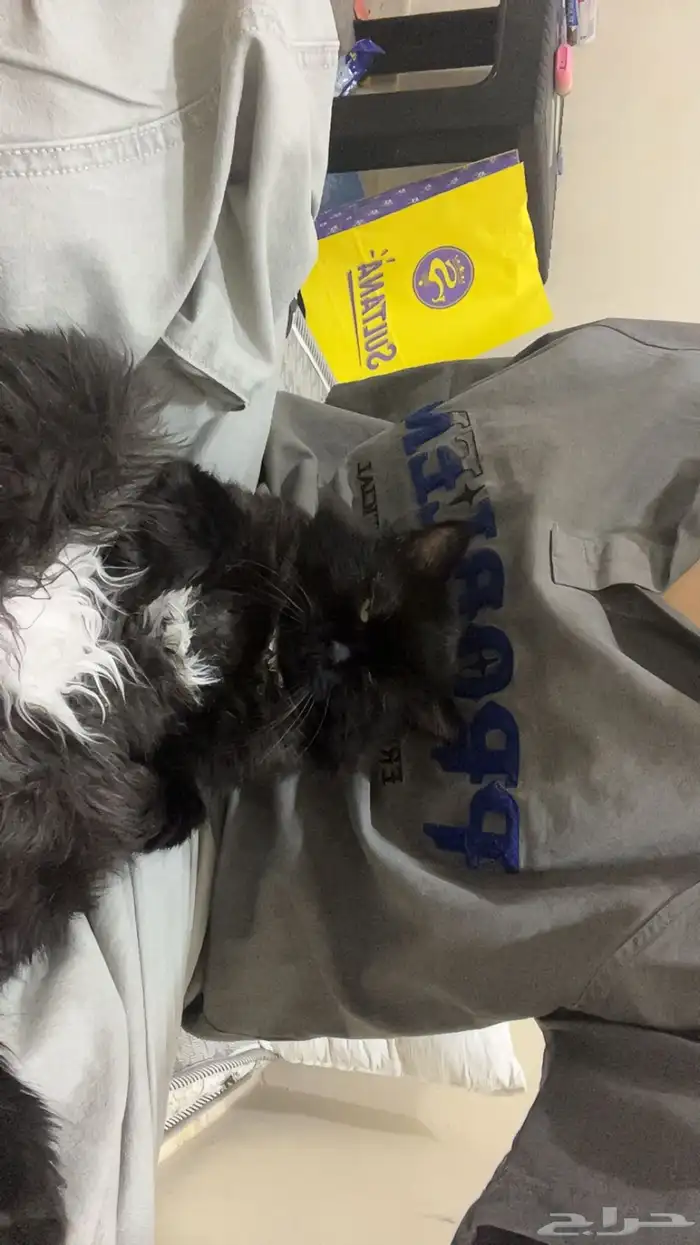 قطوه للتبني 1