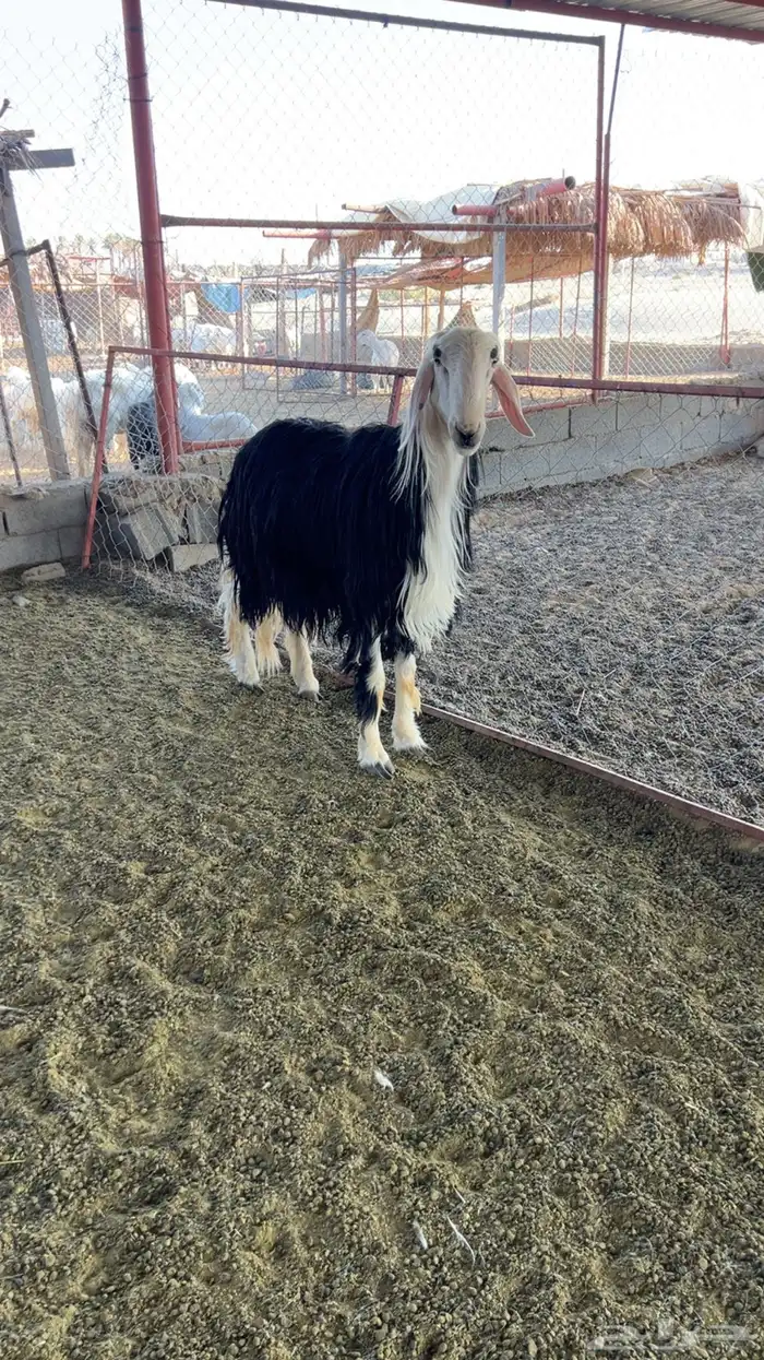 فحل نجدي ومشروع 1