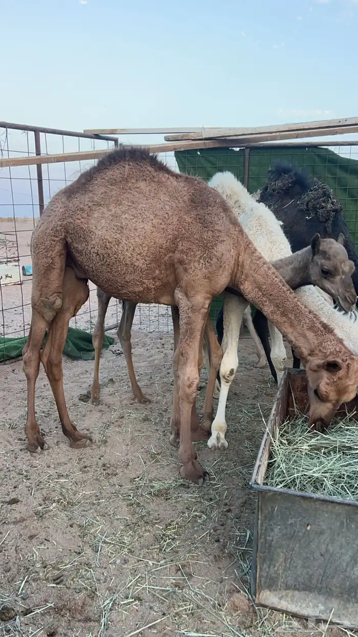 قعود للبيع 0